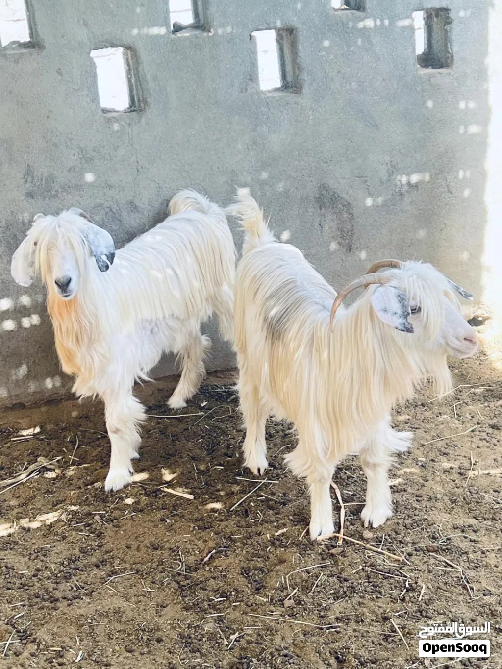 حلال للبيع راس90
