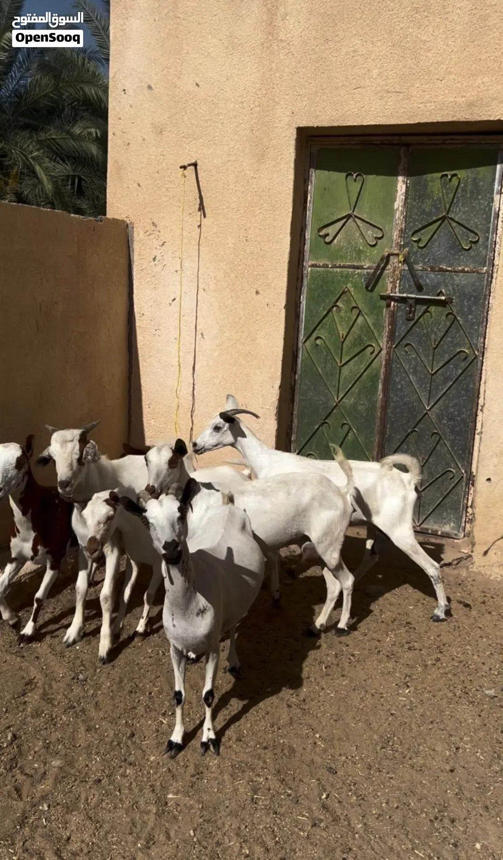 للبيع اغنام شوف الوصف مهم