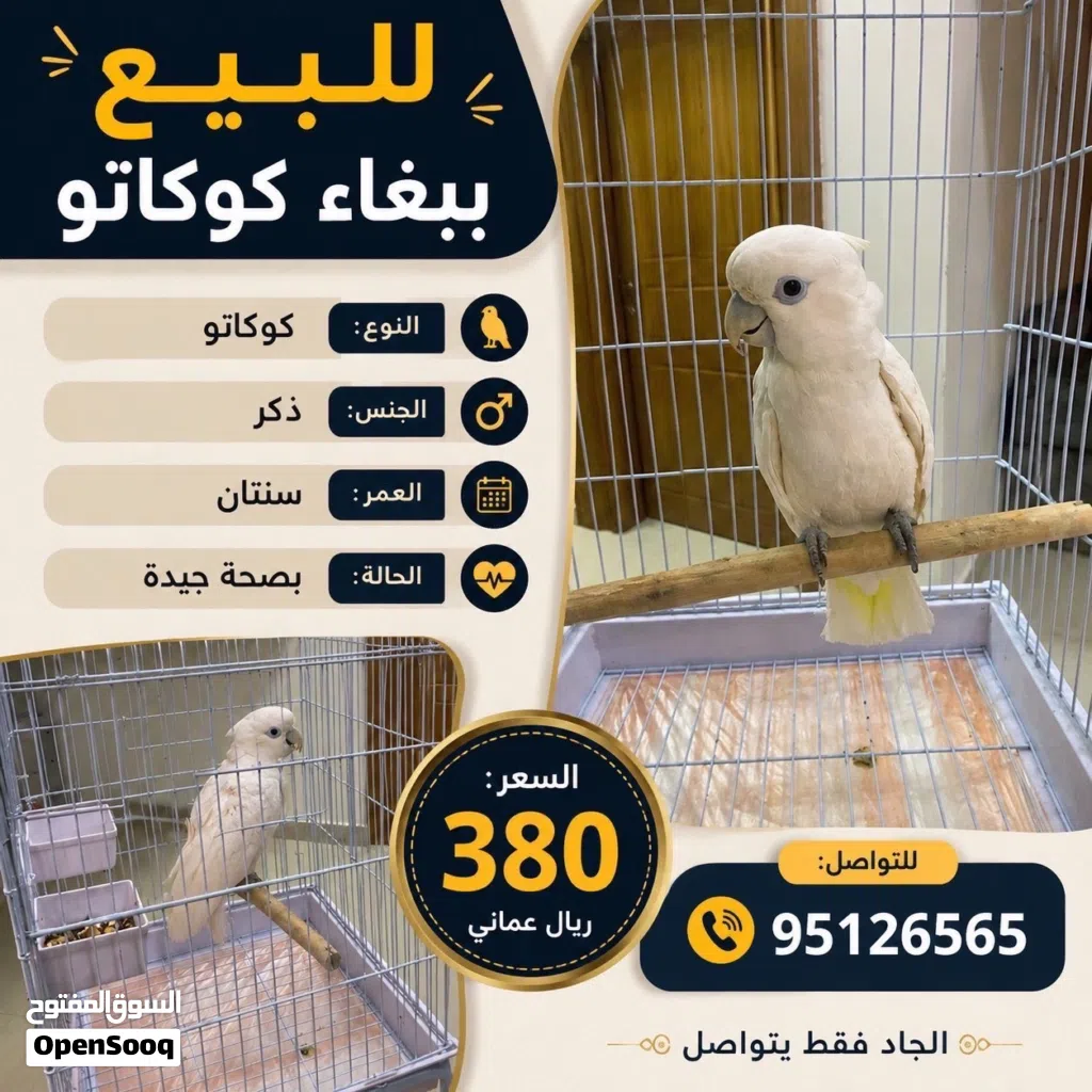 ببغاء كوكاتو