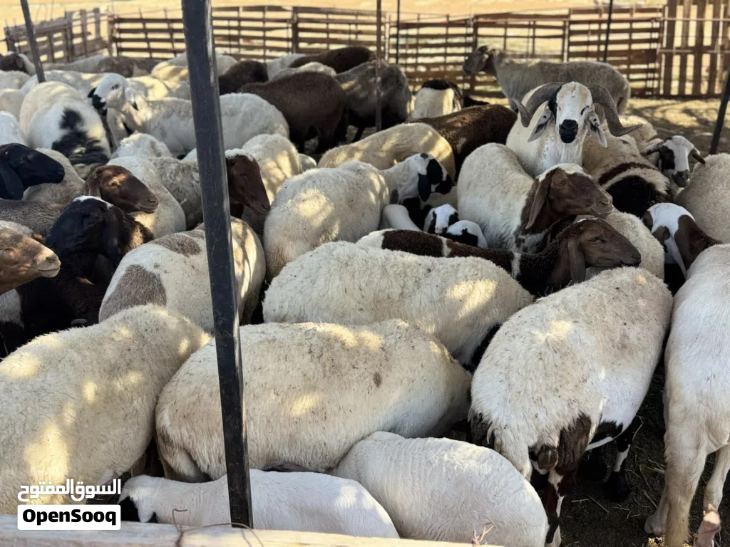 اغنام و معز للبيع