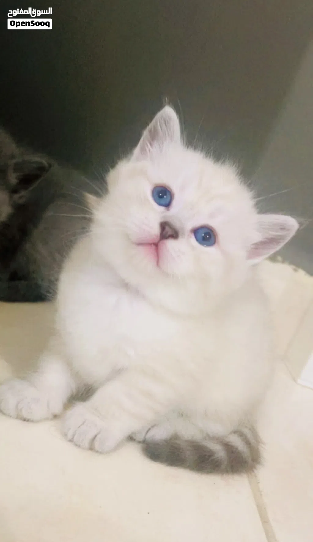 For sale: a beautiful Scottish Fold and Persian cat. It has folded ears and a very cute appearance
