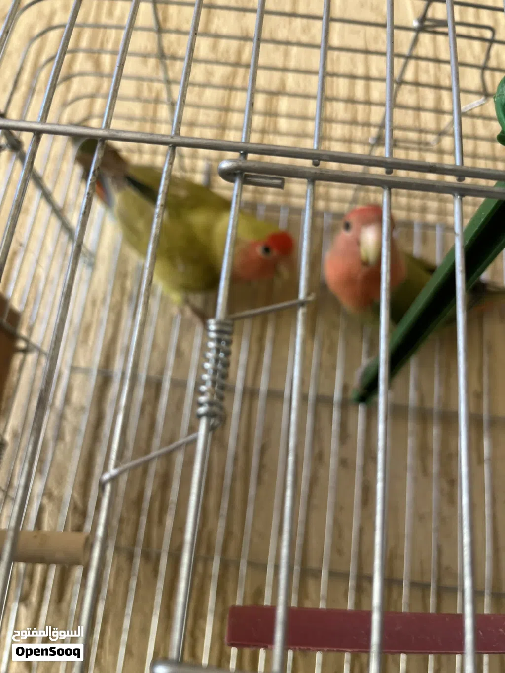 كوبيه مصوقره للبيع