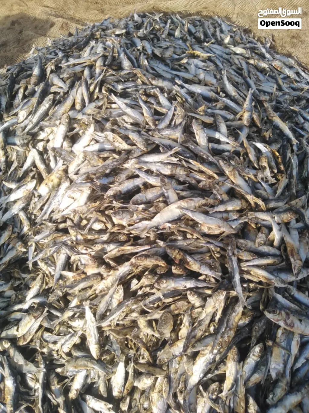 اللبيع عومه يابسه المواشي نظيفه