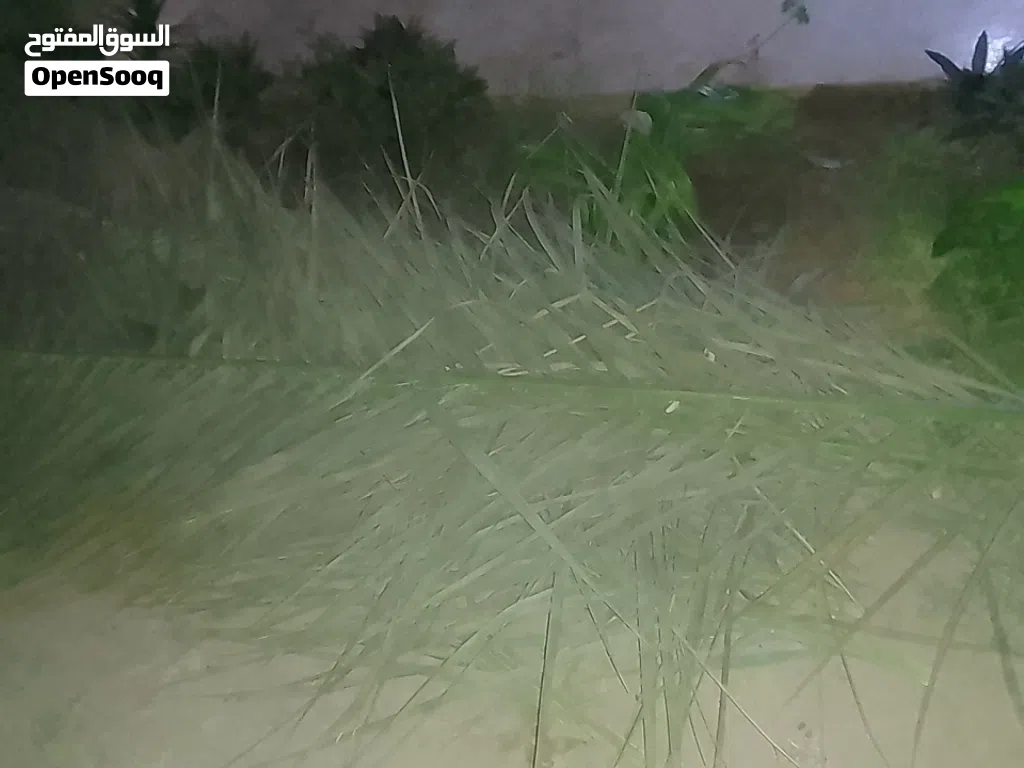 سعف نخيل برنسي