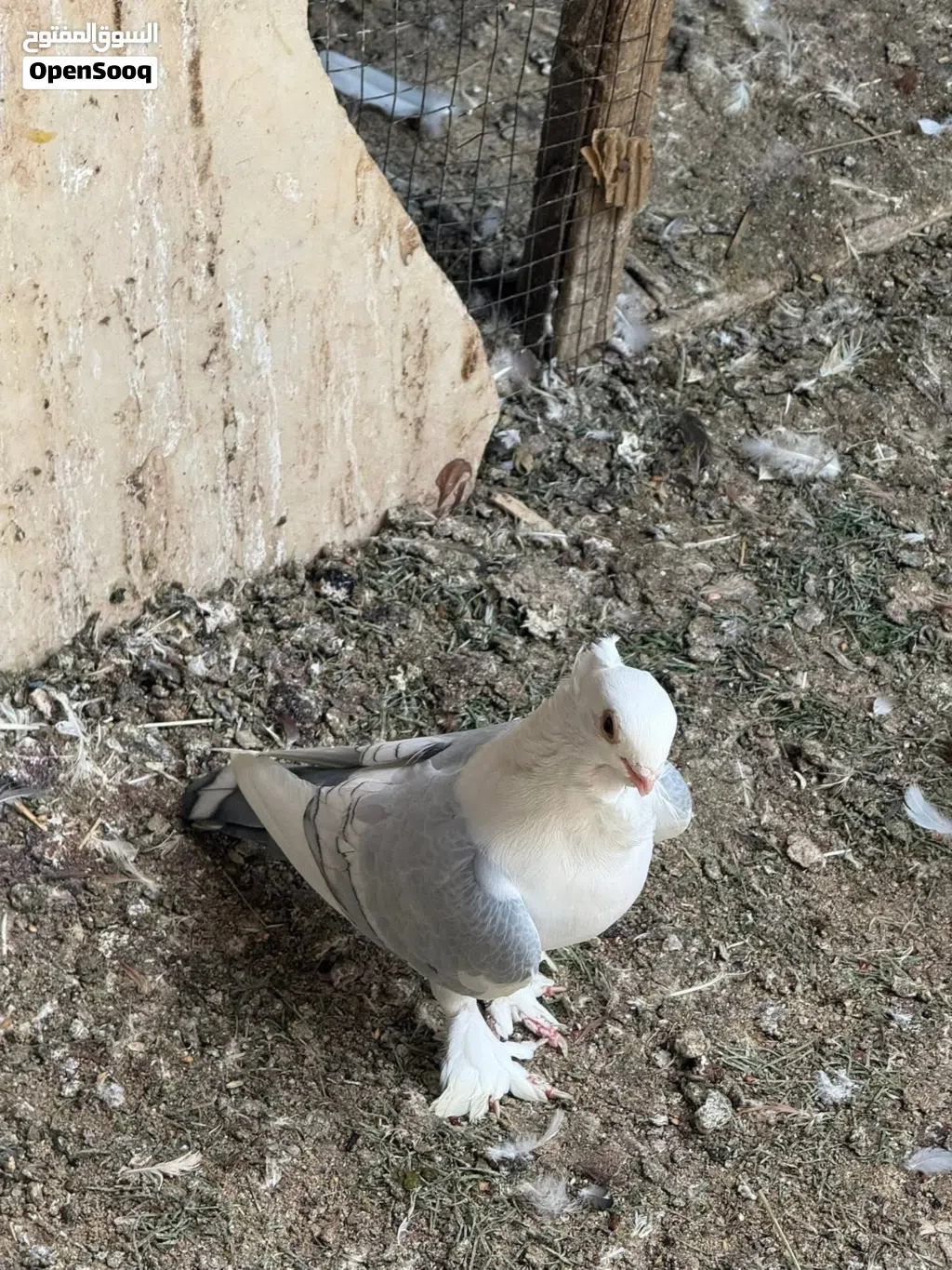 للبيع زوج الاج خط اول نقشة