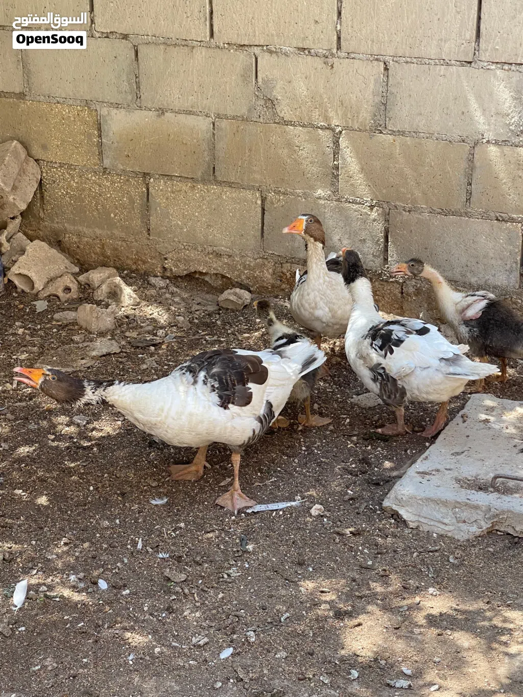 اوز بصحه جيده جدااا