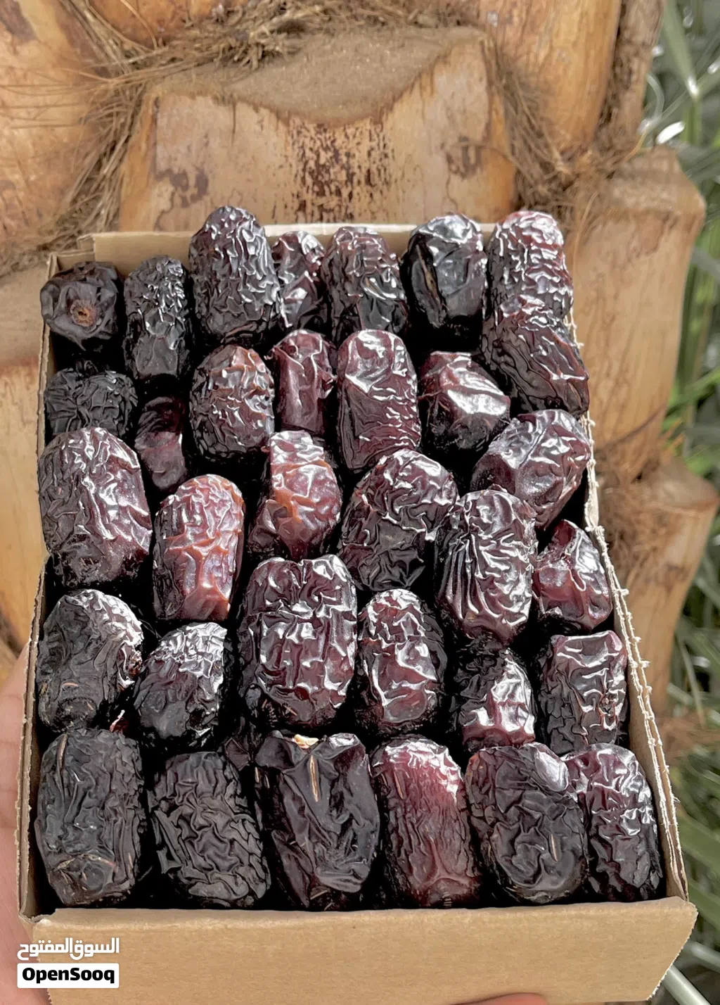 عجوة المدينة فاخرة بسعر خاص