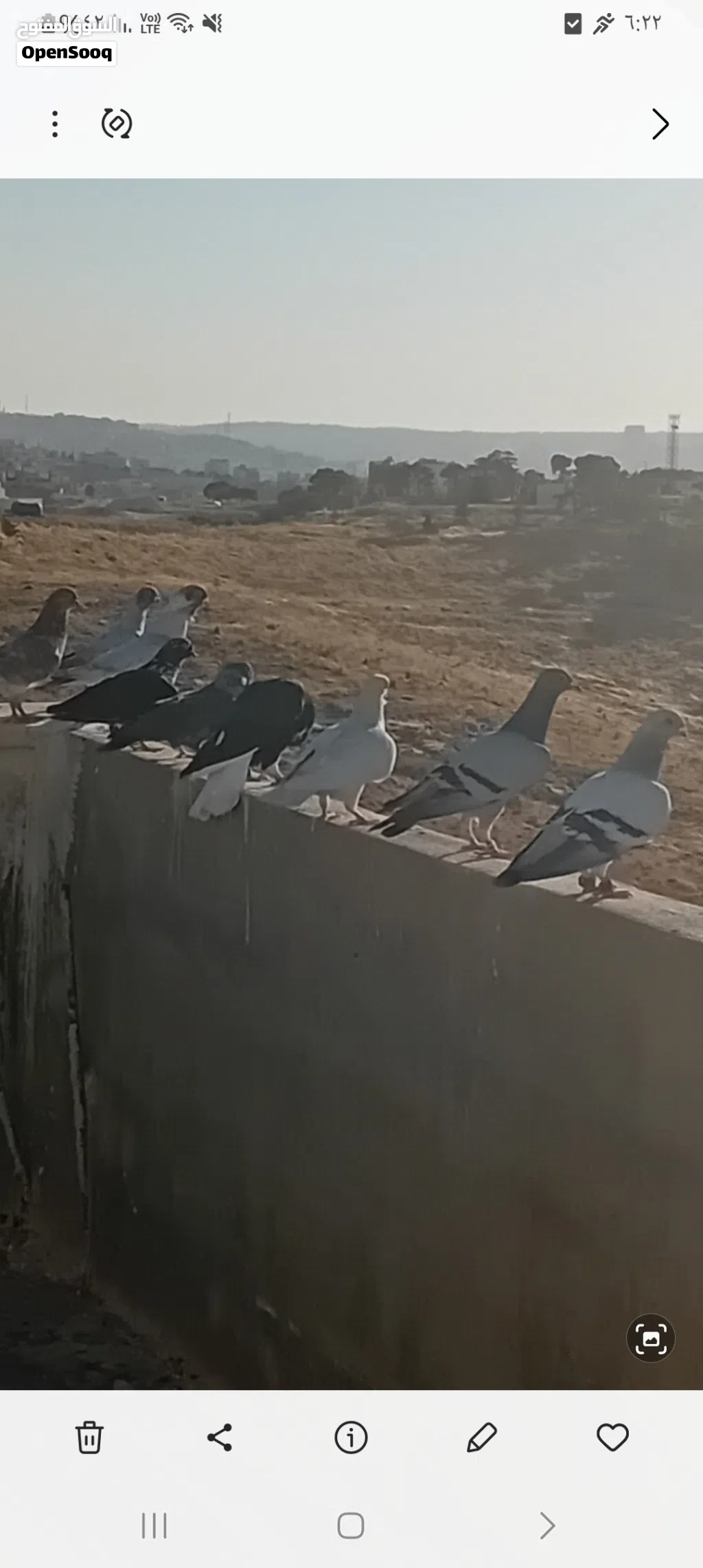 12 طير للبيع