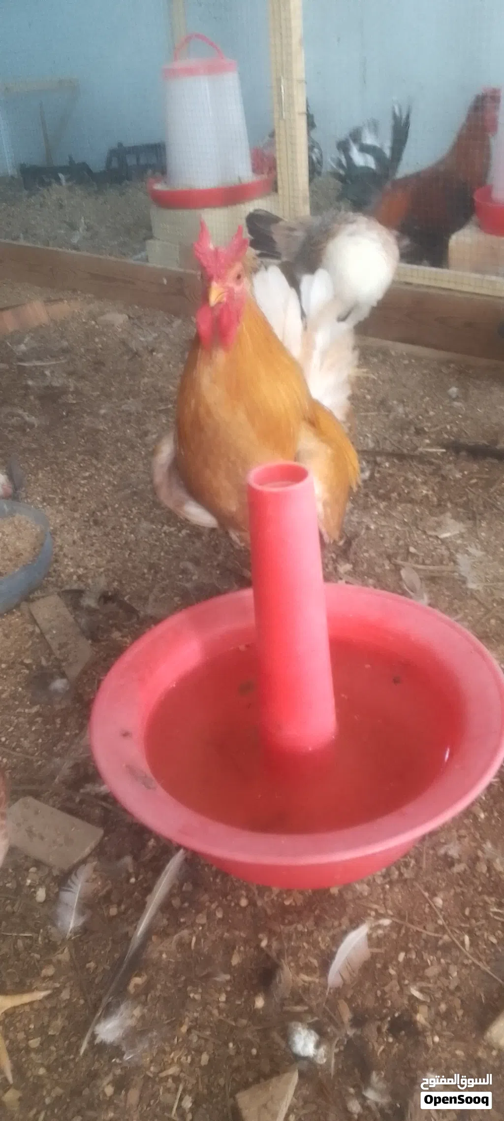 طبقة بيض كويتي افرگ