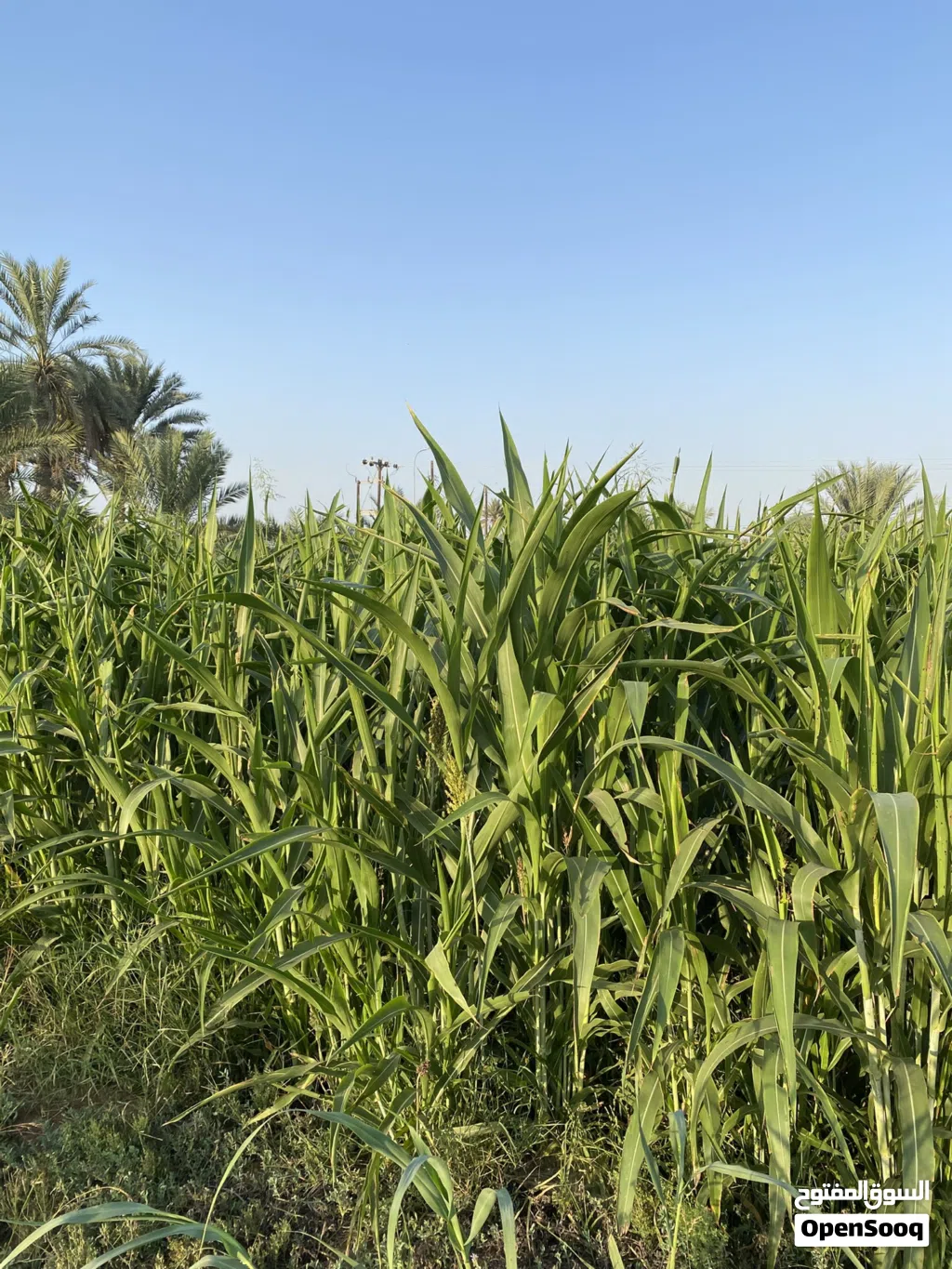 جلب حشيش حريه