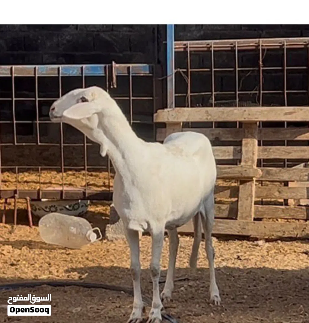 نعجه بسم الله ما شاء الله