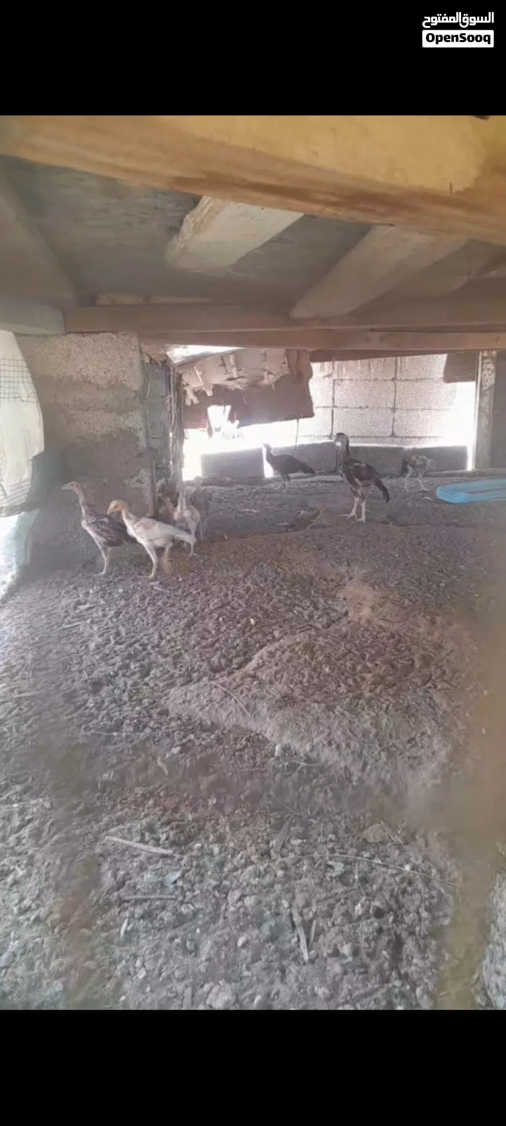 مجموعة طيور للبيع
