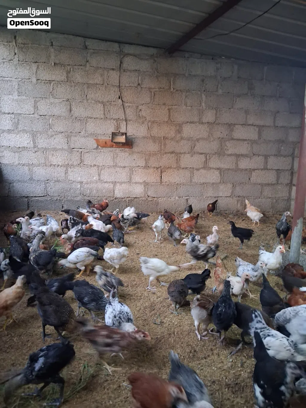 دجاج عماني بصحه جيده