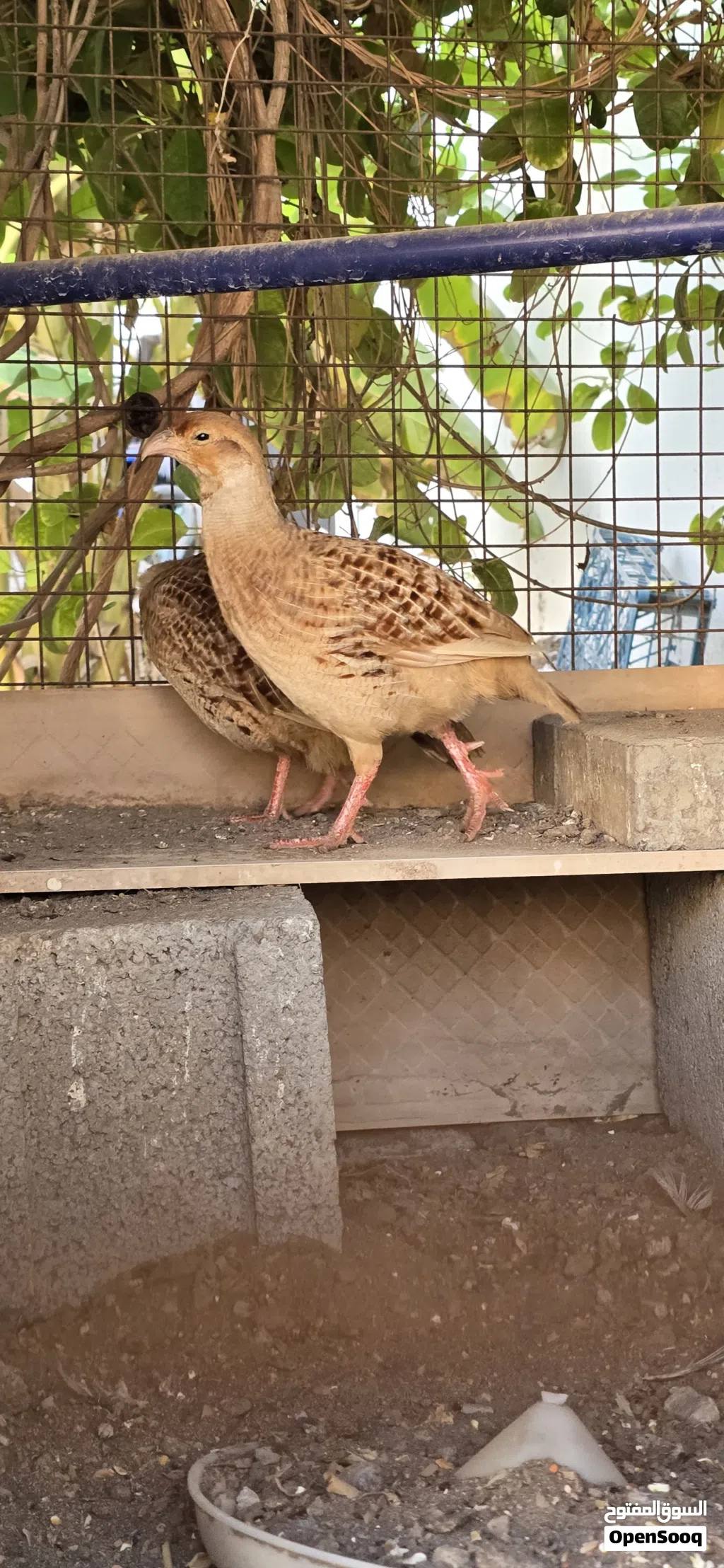 زوج صفارد باكستانية الحجم الجامبو