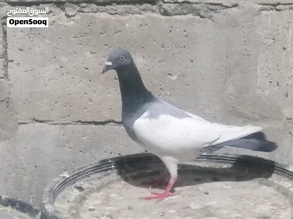 طيور حمام للبيع