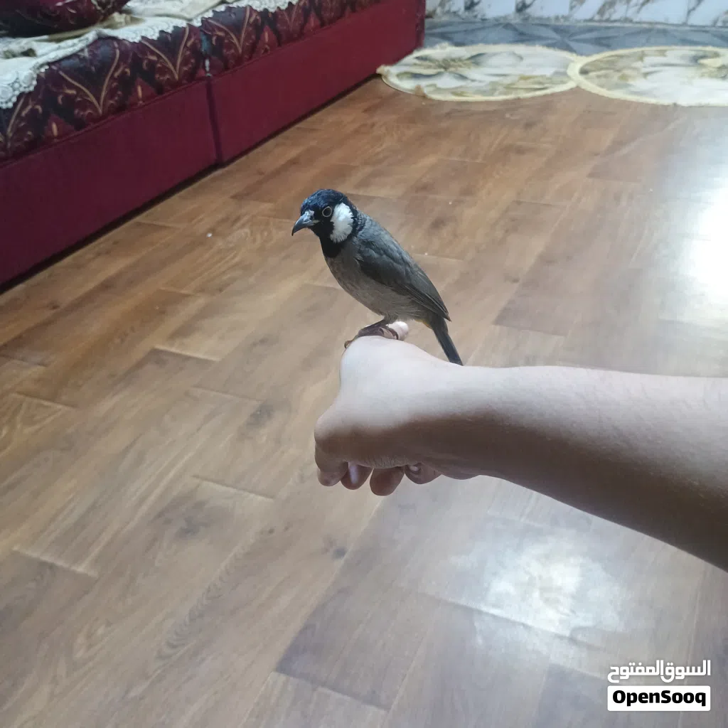 سلا م عليكم بلبل للبيع اليف طينه