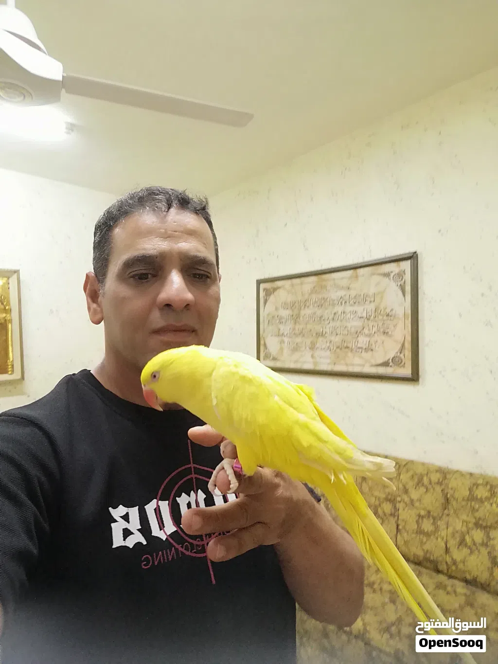 ببغاء دره مزرعة لون اصفر أنثى متكلمه بحدود كلمتين