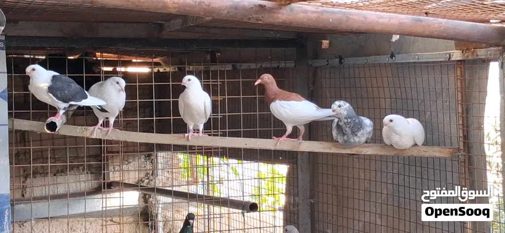 مجموعة حمام مشكله مطير كامل