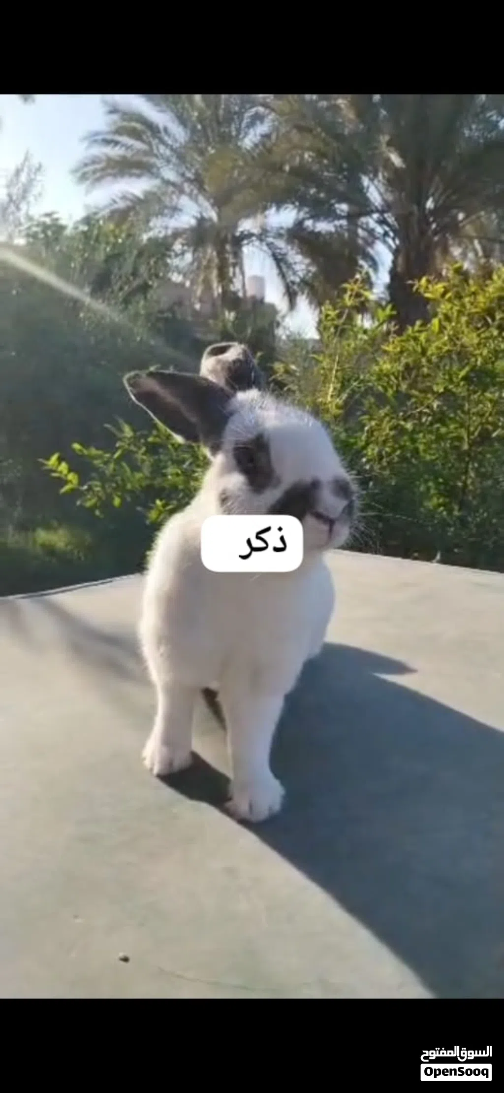 ألماني فراشة