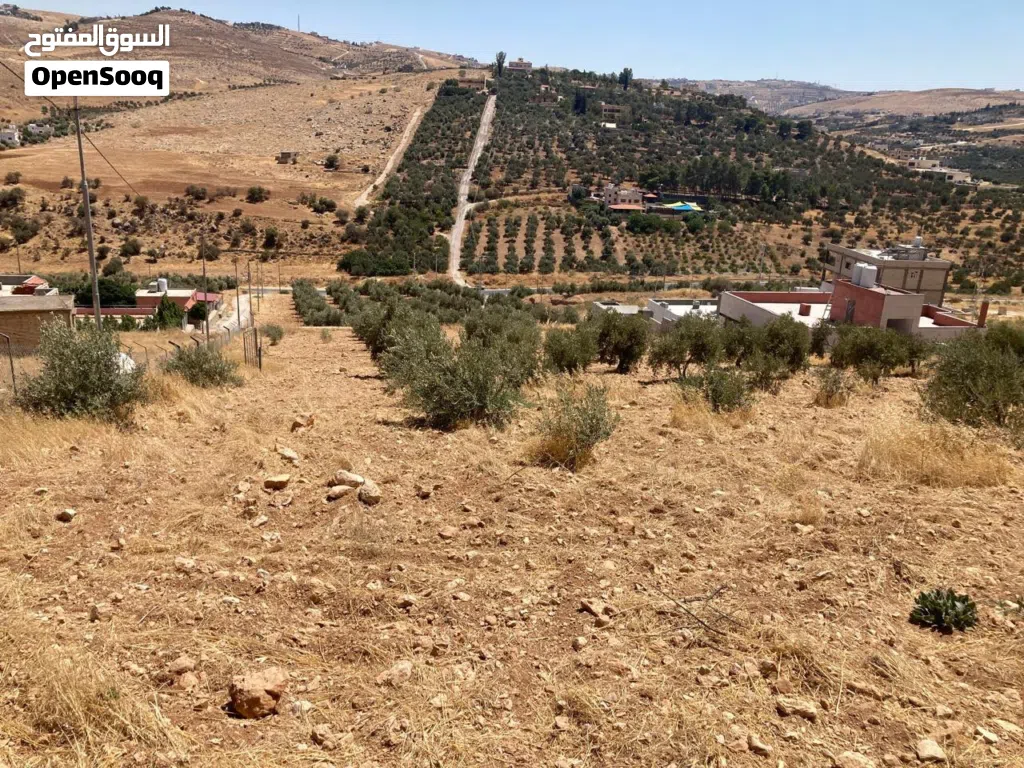 ارض للبيع في بيرين من المالك مباشره ذات اطلاله خلابه مرتفعه مزروعه اشجار زيتون تصلح لمشروع استثماري
