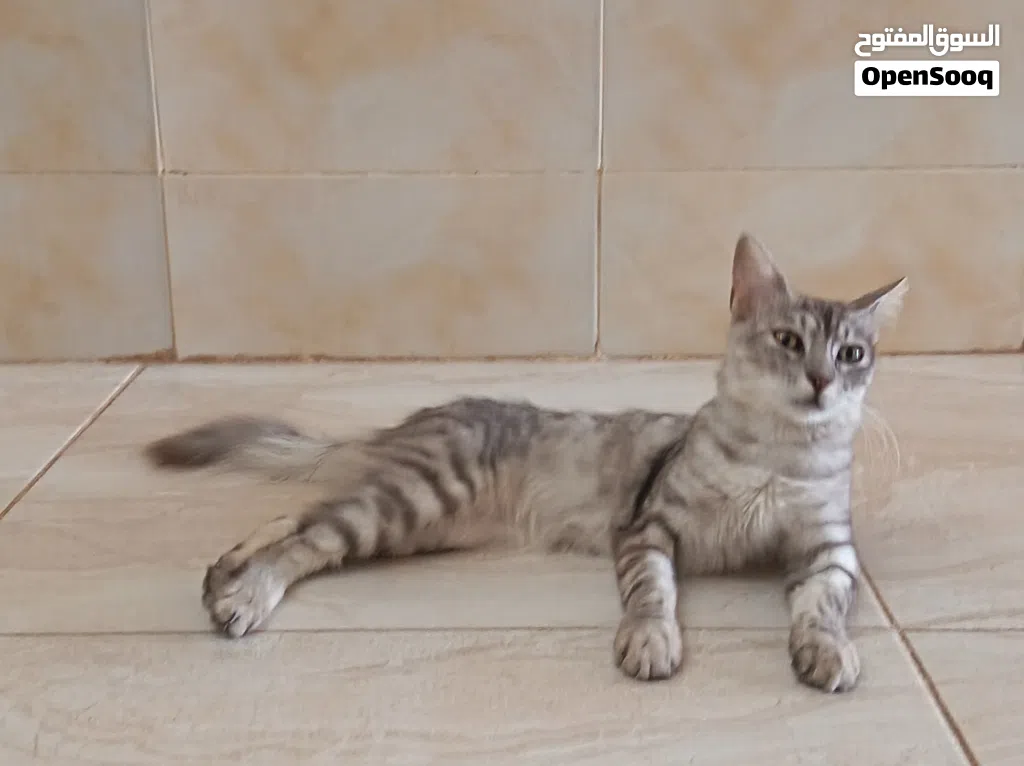 قط شيرازي ممتاز