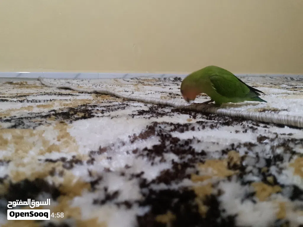 عصفور زينا النوع روز ربي يبارك مروض ترويض تام