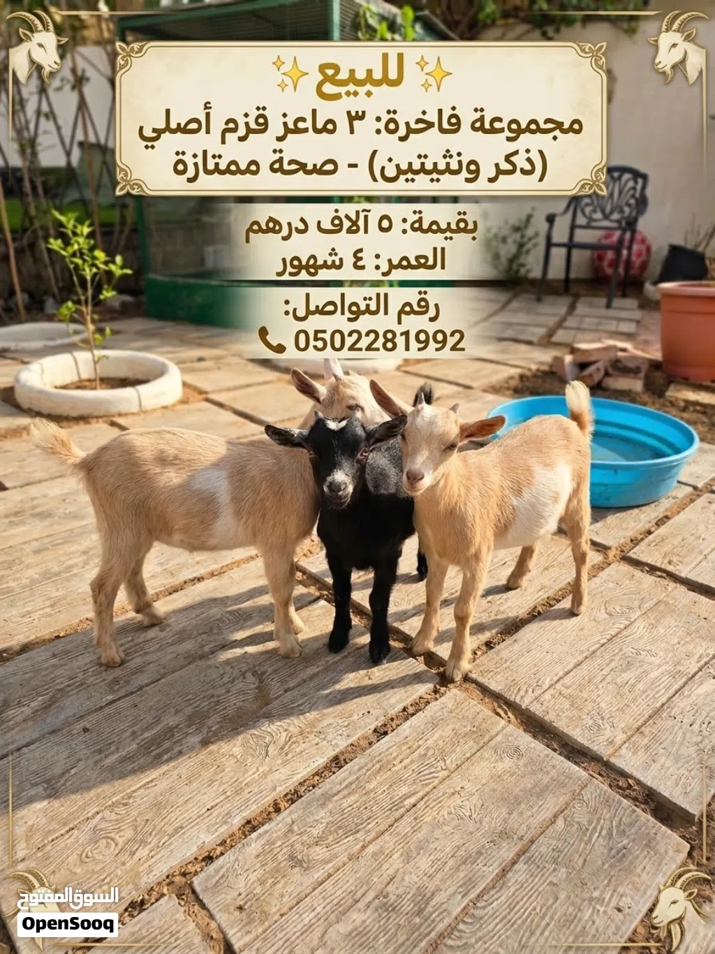 ماعز أمريكي اصلي