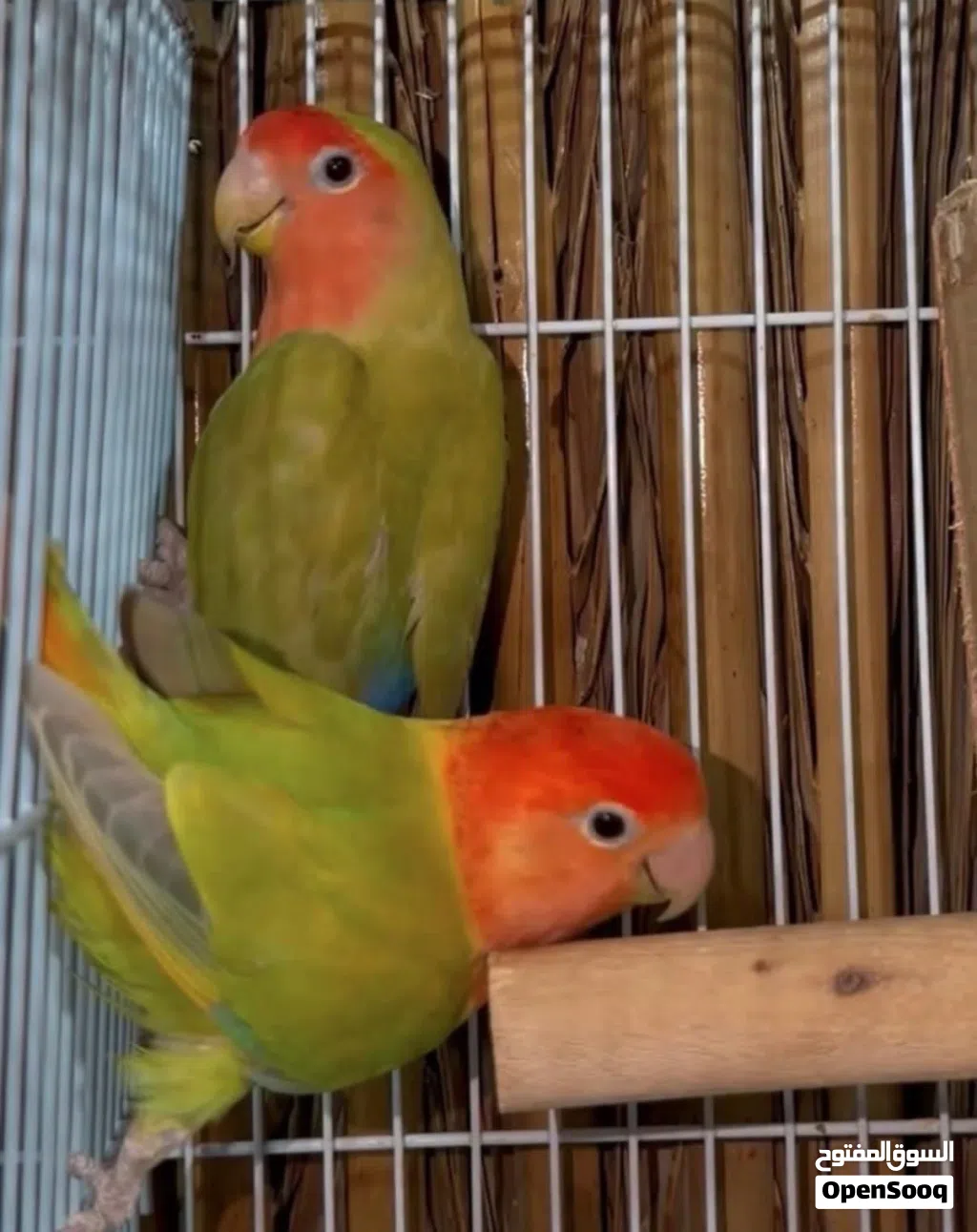 للبيع طيور حجل و بادجي و فيشر وروز