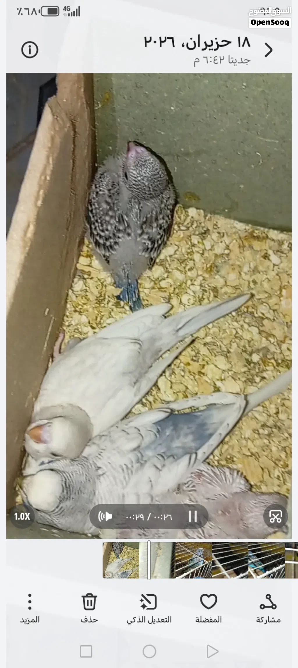 4 جواز طيور حب كلها تحتها فراخ بسعر مناسب