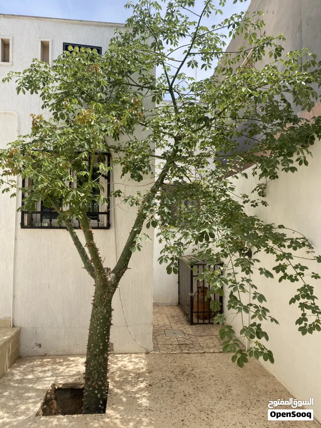 شجرة زينة جميلة