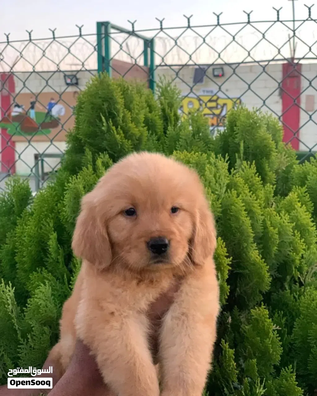 Available now Golden Retriever Puppies For information goldenretrieverlovers