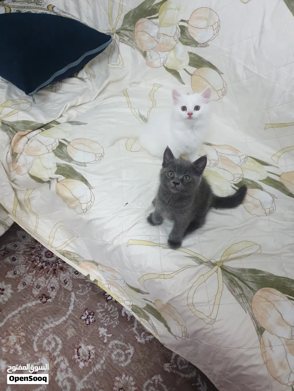 cute kittens for sale