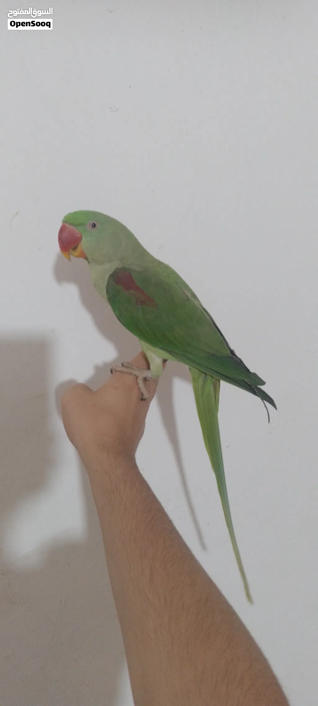 دره نيبالي اليف للبيع