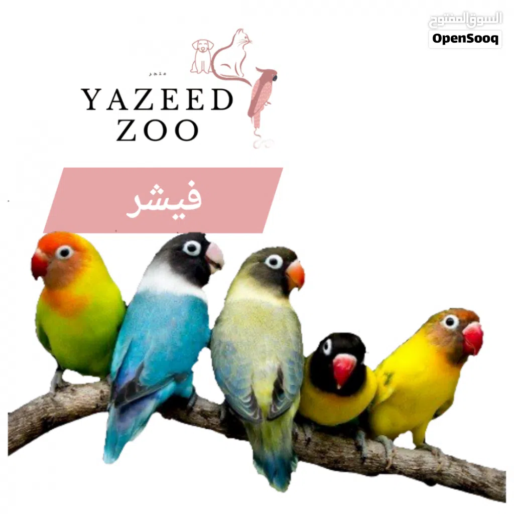 مطلوب كوبيه فيشر