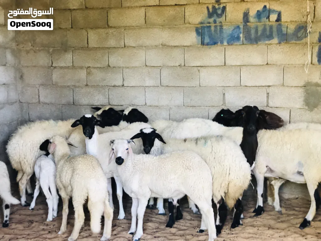 السلام عليكم نعاج لبيع ربي يبارك عز كسوبه