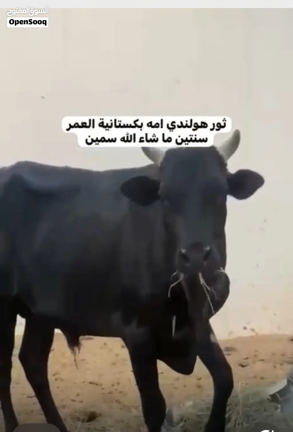 ثور هولندي