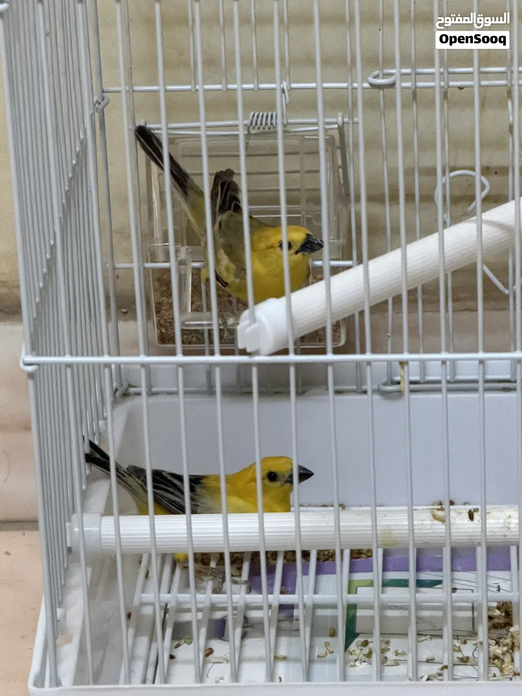 جوز عصافير الذهبيه