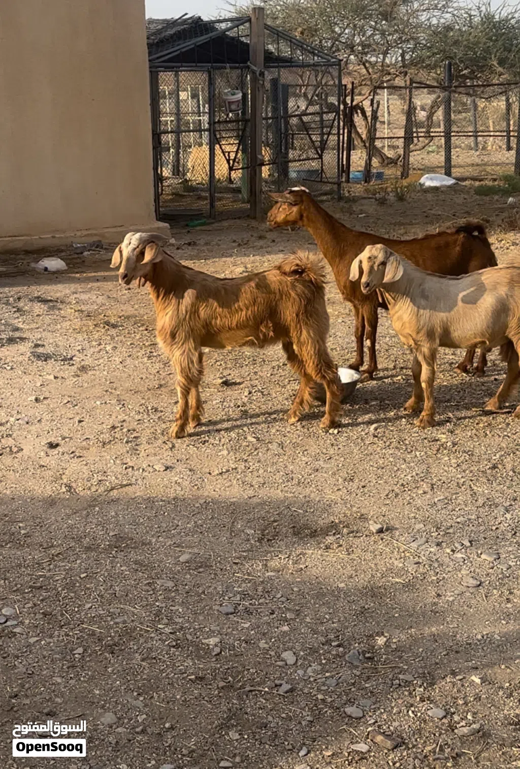 شاه تحتها تيوس للبيع.....