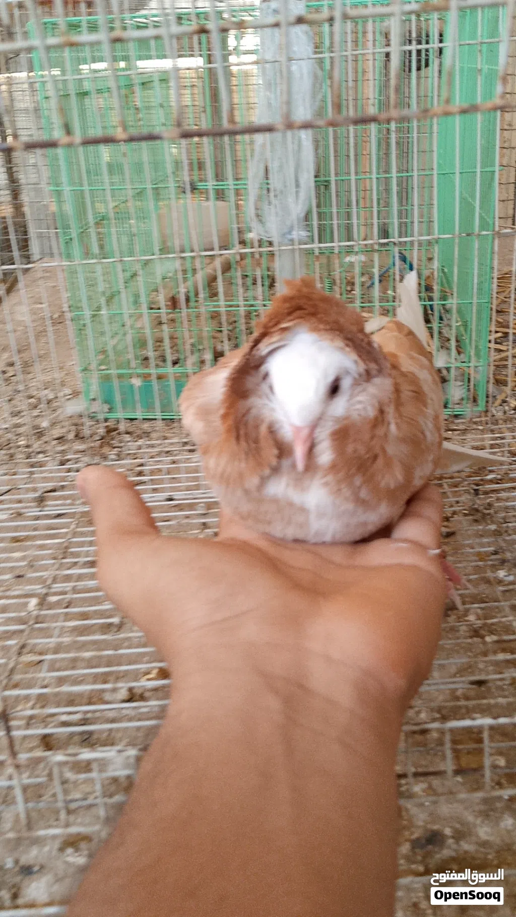 حمام زينه للبيع