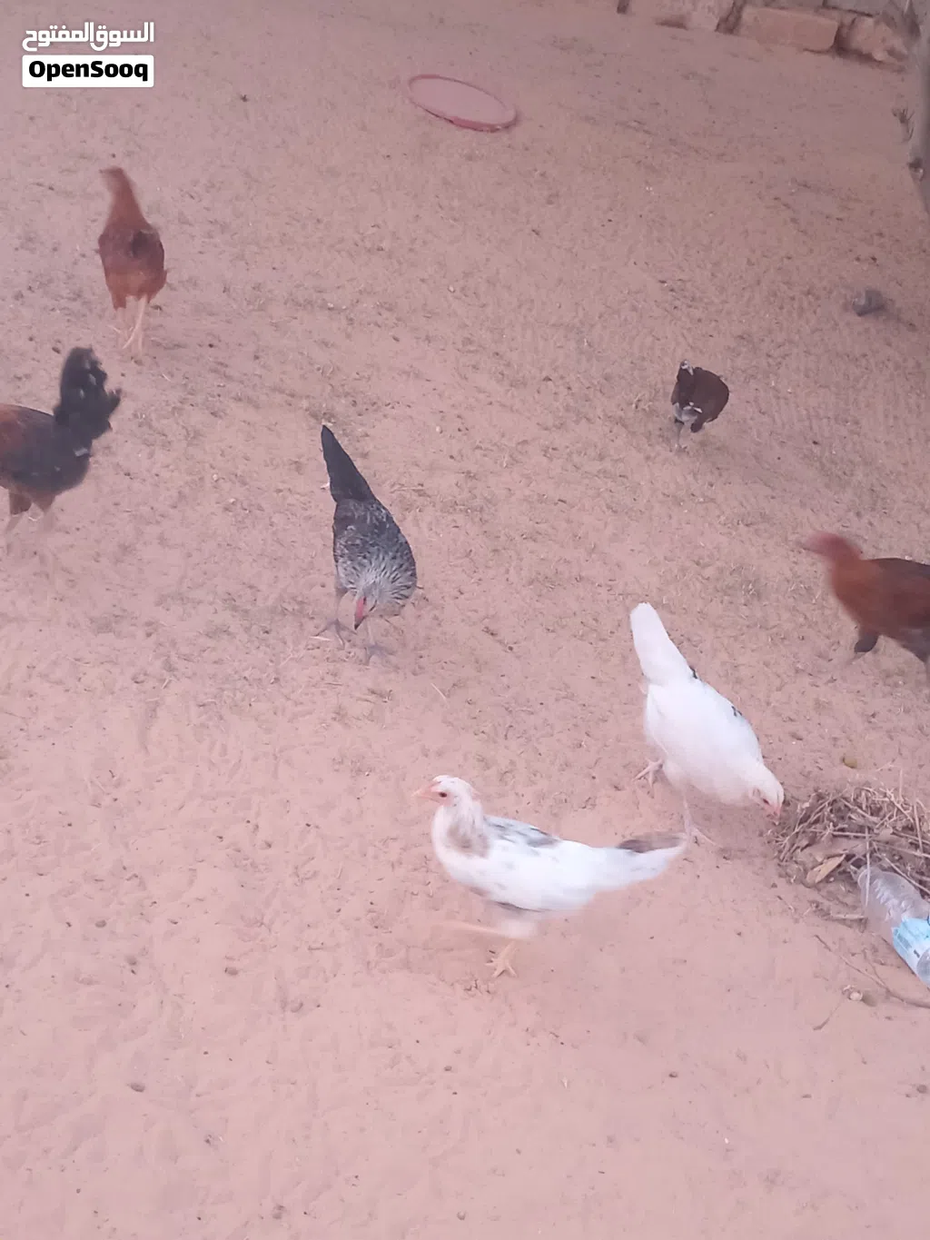 عتتيق دجاج عربي مخلط ربي يبارك اقرا موصفات