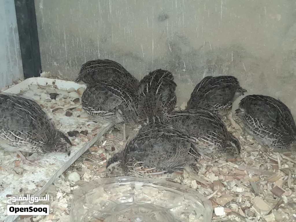 بيع فروخ سمان . بيع الدجاج حيوانات طيور