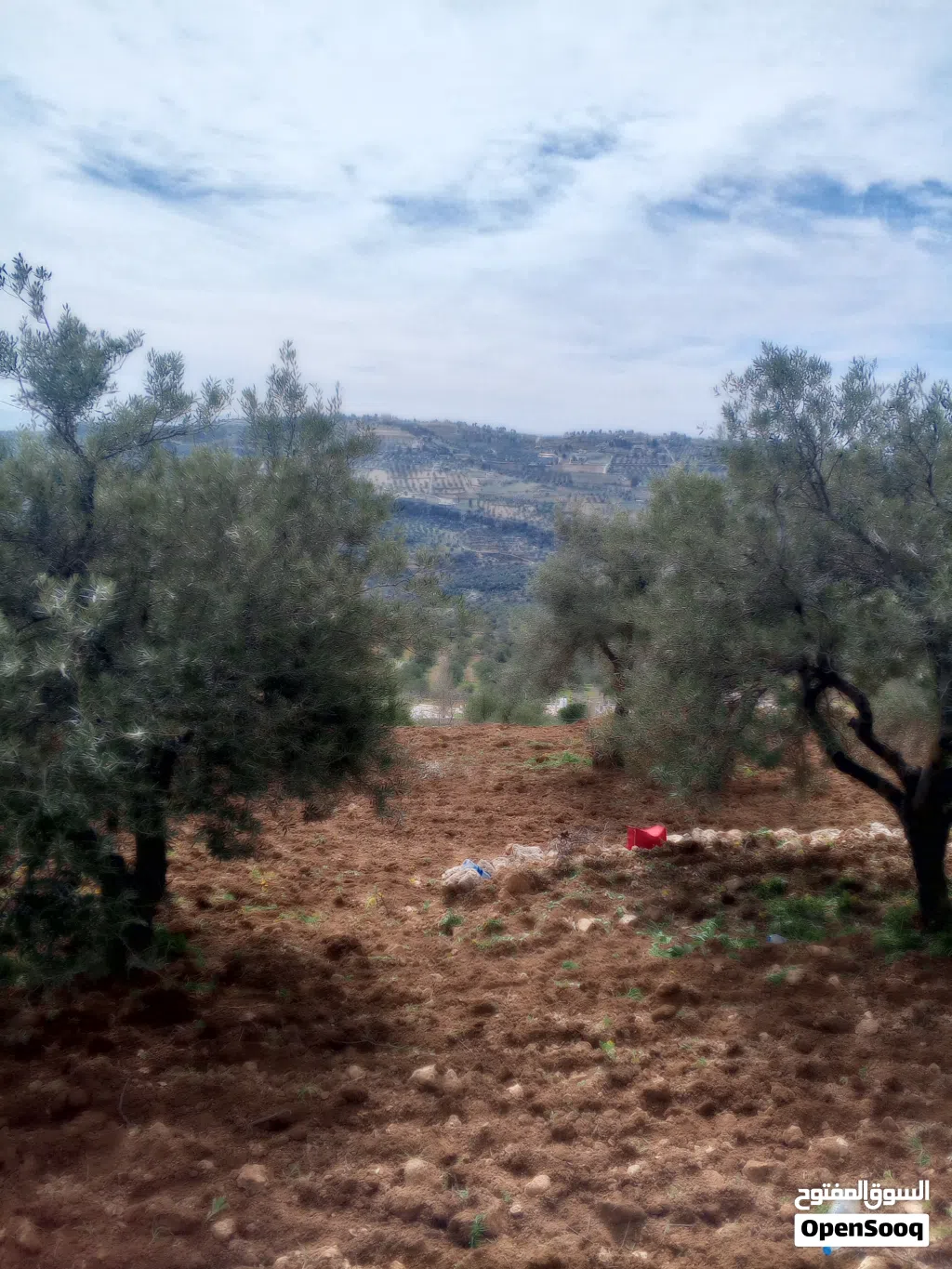 مزرعة زيتون مرتفعة ومشرفة غرب ثغره عصفور