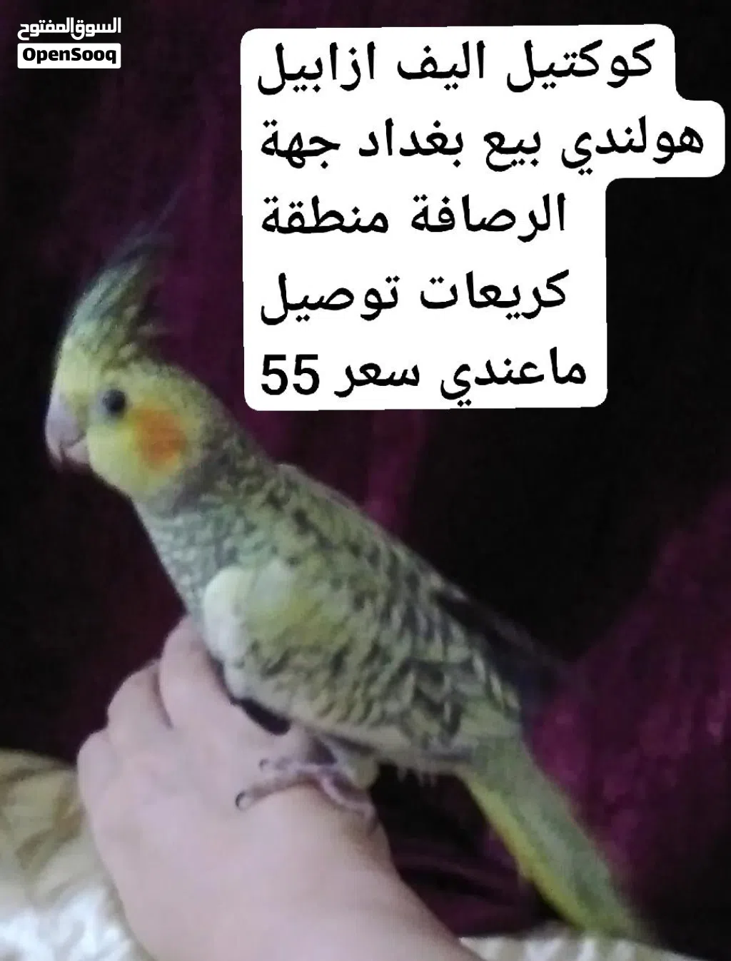 كوكتيل هولندي ازابيل اليف بيع بغداد جهة رصافه منطقة كريعات فديو واضح توصيل ماعندي سعر 55