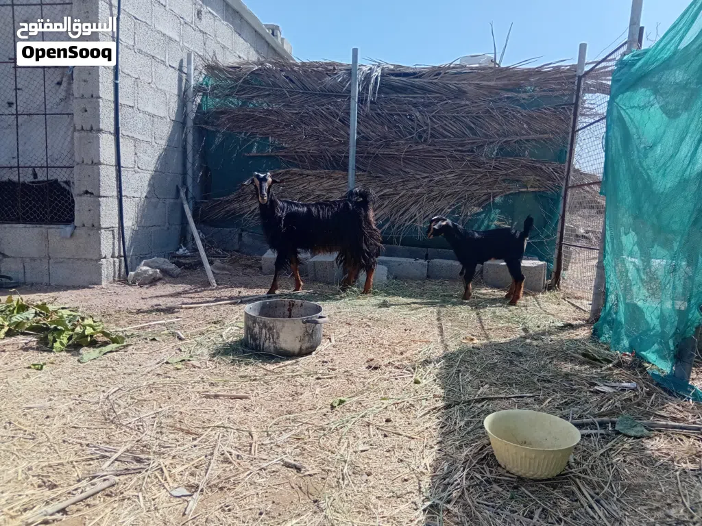 للبيع شاه من حلال الحو تحتها تيس