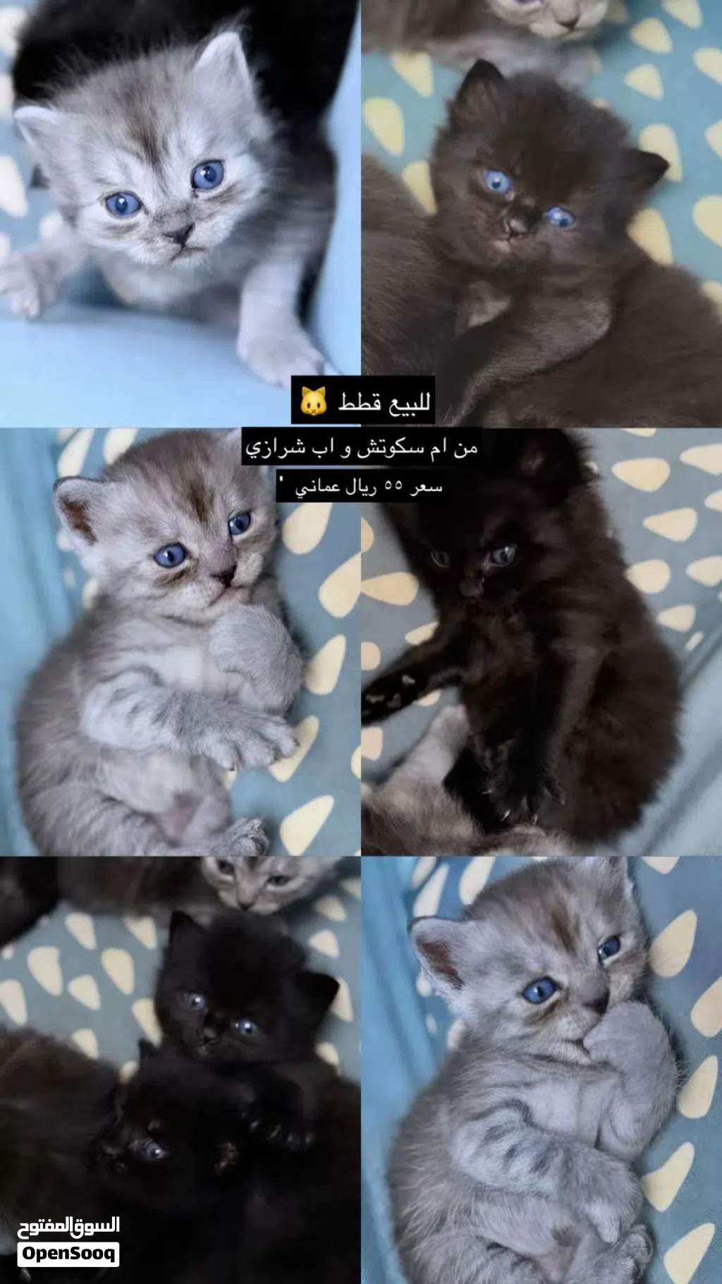 للبيع قطط 55ريال