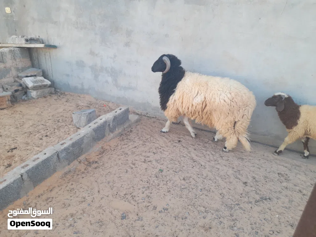 خروف وطني الله يبارك