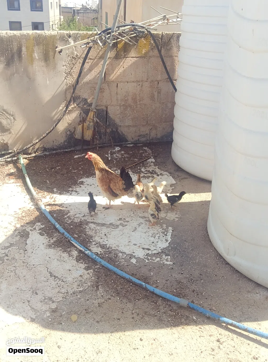 دجاجه بلديه +11 صوص