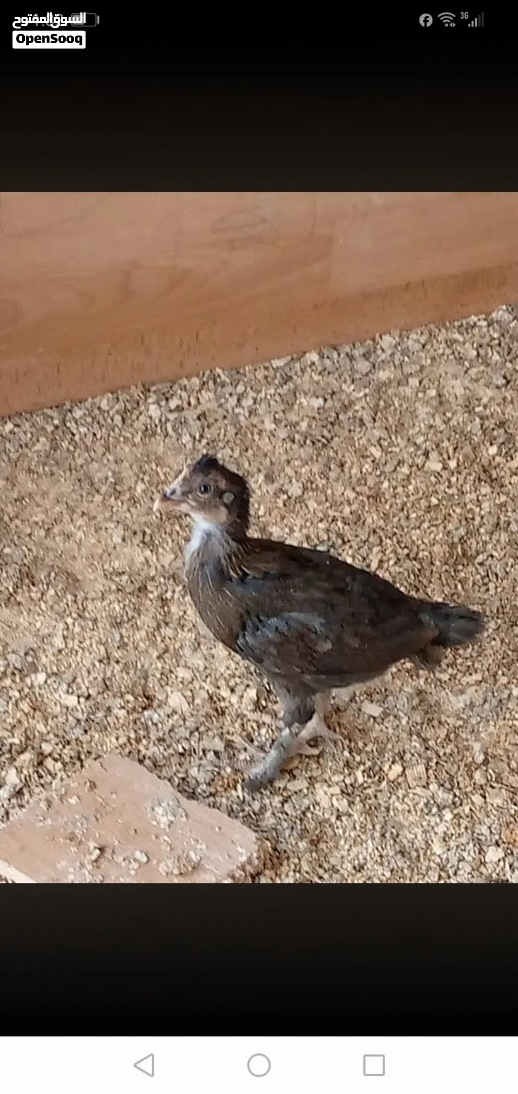 صيصان بلدي