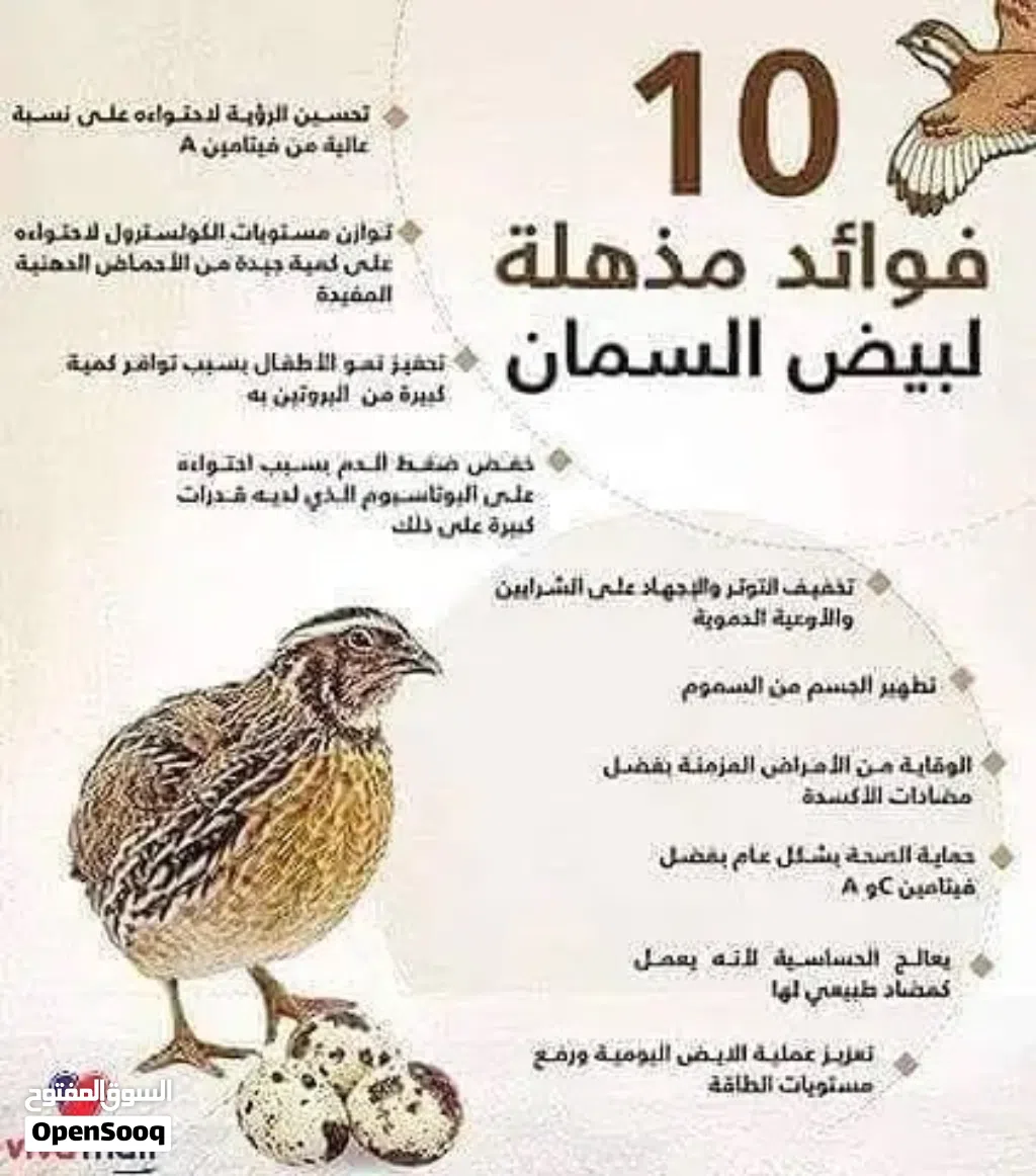 بيض طيور السمان