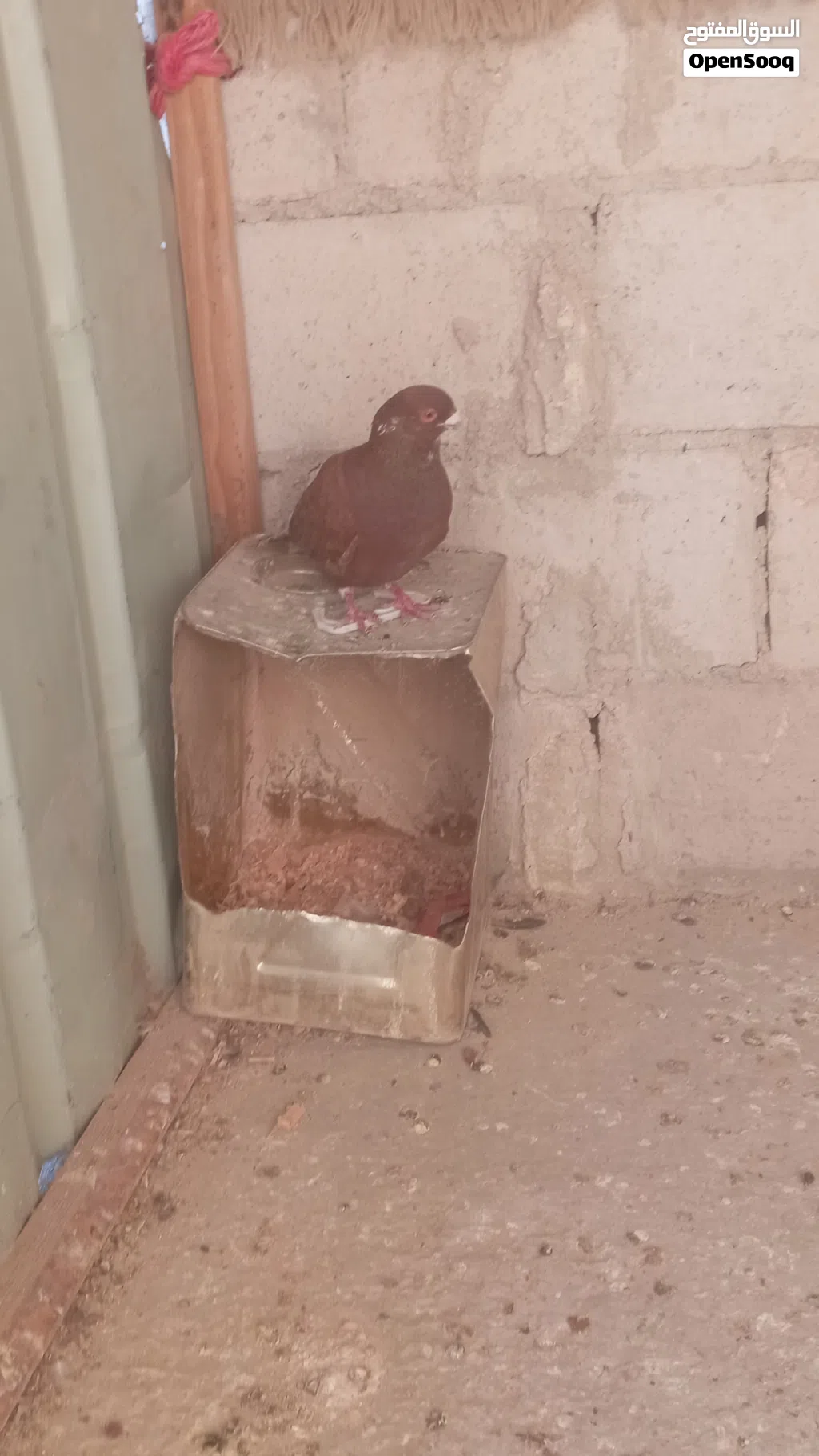 فحل منمر احمر طير حمام قوي وزق شغال كمان